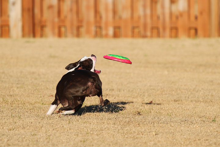 Make It or Miss It? Guess whether this Boston Terrier catches the frisbee! kevinandamanda.com Make It or Miss It? Guess whether this Boston Terrier catches the frisbee! kevinandamanda.com