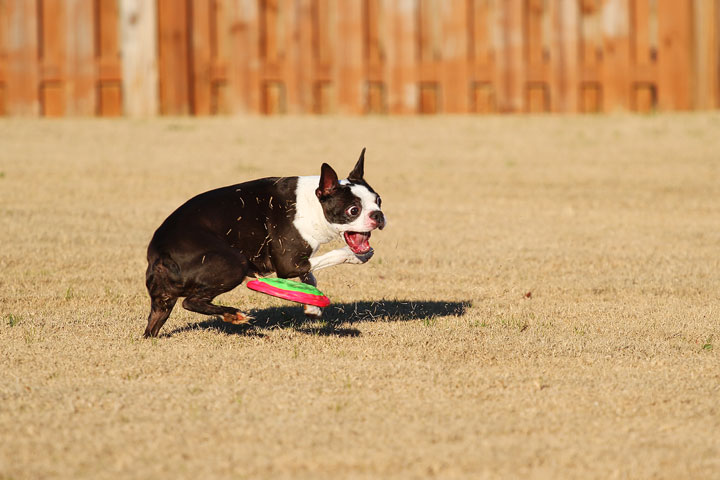 Make It or Miss It? Guess whether this Boston Terrier catches the frisbee! kevinandamanda.com Make It or Miss It? Guess whether this Boston Terrier catches the frisbee! kevinandamanda.com