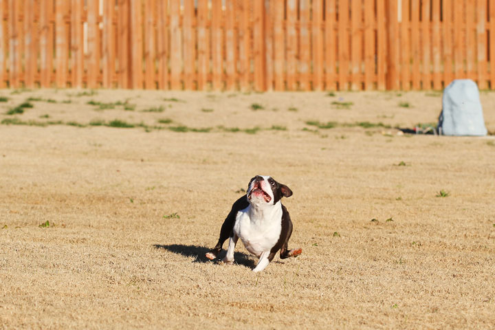 Make It or Miss It? Guess whether this Boston Terrier catches the frisbee! kevinandamanda.com Make It or Miss It? Guess whether this Boston Terrier catches the frisbee! kevinandamanda.com
