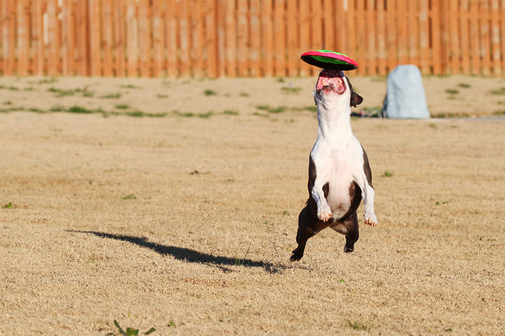 Make It or Miss It? Guess whether this Boston Terrier catches the frisbee! kevinandamanda.com Make It or Miss It? Guess whether this Boston Terrier catches the frisbee! kevinandamanda.com
