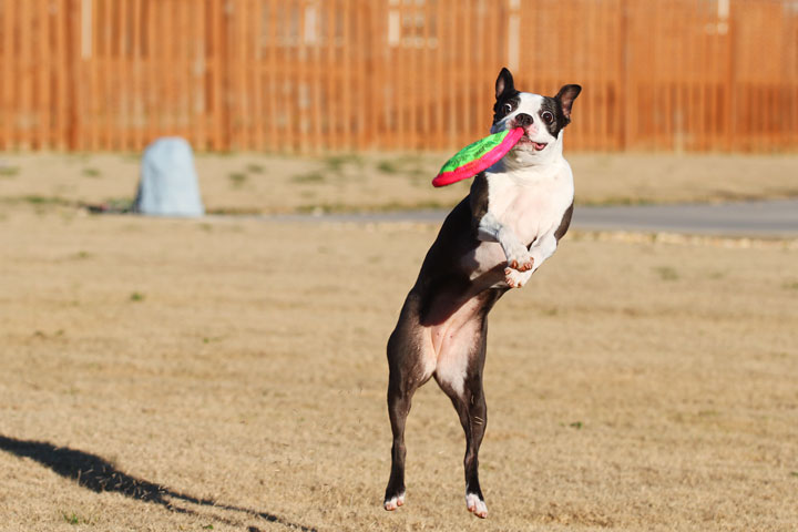 Make It or Miss It? Guess whether this Boston Terrier catches the frisbee! kevinandamanda.com Make It or Miss It? Guess whether this Boston Terrier catches the frisbee! kevinandamanda.com