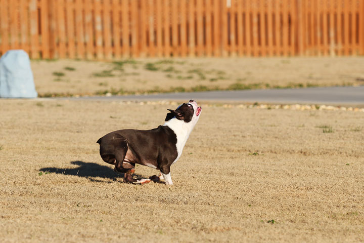 Make It or Miss It? Guess whether this Boston Terrier catches the frisbee! kevinandamanda.com Make It or Miss It? Guess whether this Boston Terrier catches the frisbee! kevinandamanda.com