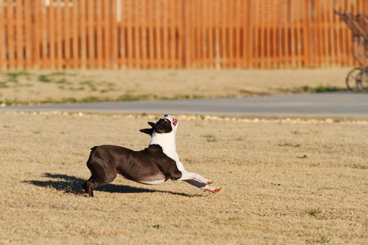 Make It or Miss It? Guess whether this Boston Terrier catches the frisbee! kevinandamanda.com Make It or Miss It? Guess whether this Boston Terrier catches the frisbee! kevinandamanda.com