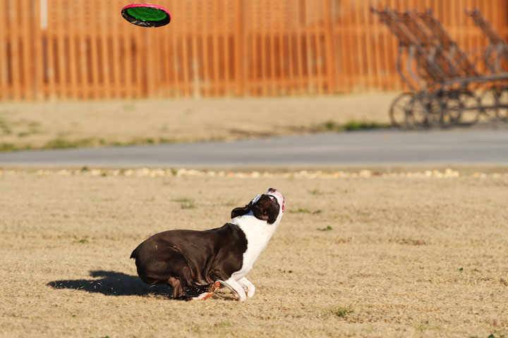 Make It or Miss It? Guess whether this Boston Terrier catches the frisbee! kevinandamanda.com Make It or Miss It? Guess whether this Boston Terrier catches the frisbee! kevinandamanda.com
