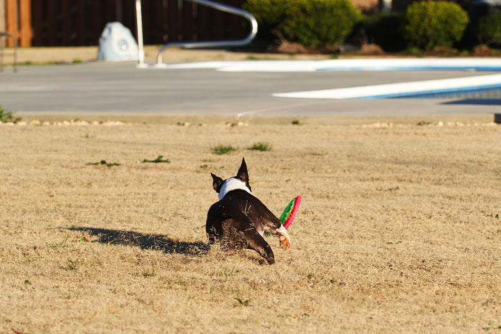 Make It or Miss It? Guess whether this Boston Terrier catches the frisbee! kevinandamanda.com Make It or Miss It? Guess whether this Boston Terrier catches the frisbee! kevinandamanda.com