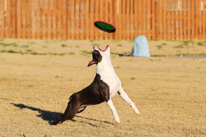 Make It or Miss It? Guess whether this Boston Terrier catches the frisbee! kevinandamanda.com Make It or Miss It? Guess whether this Boston Terrier catches the frisbee! kevinandamanda.com