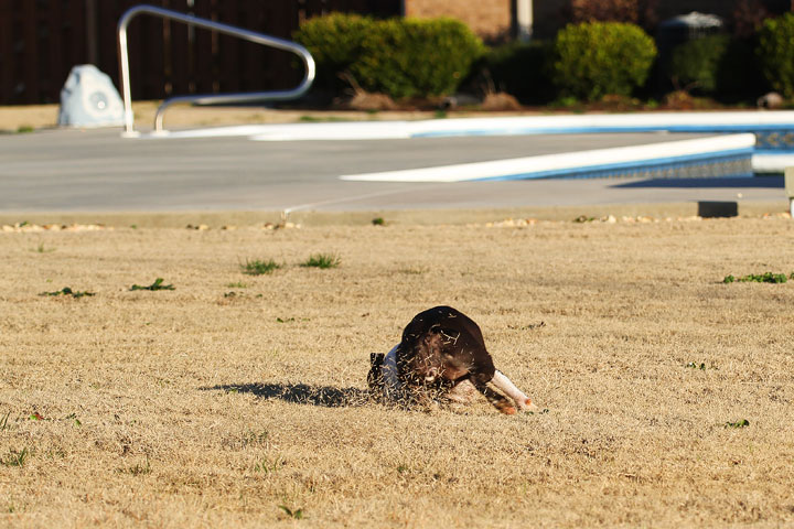 Make It or Miss It? Guess whether this Boston Terrier catches the frisbee! kevinandamanda.com Make It or Miss It? Guess whether this Boston Terrier catches the frisbee! kevinandamanda.com