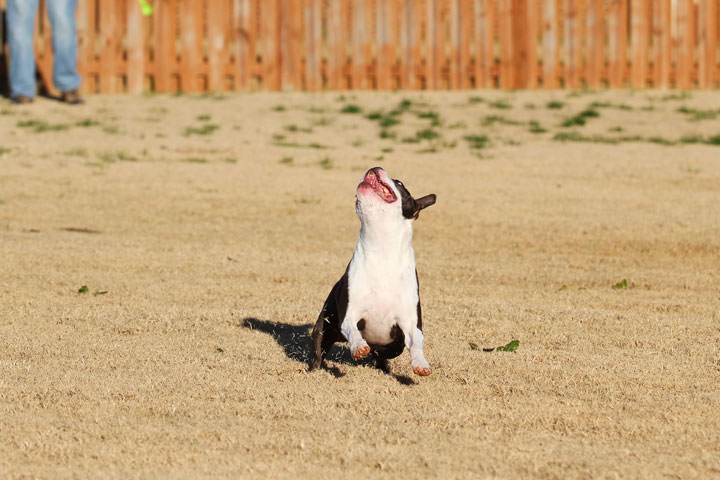 Make It or Miss It? Guess whether this Boston Terrier catches the frisbee! kevinandamanda.com Make It or Miss It? Guess whether this Boston Terrier catches the frisbee! kevinandamanda.com