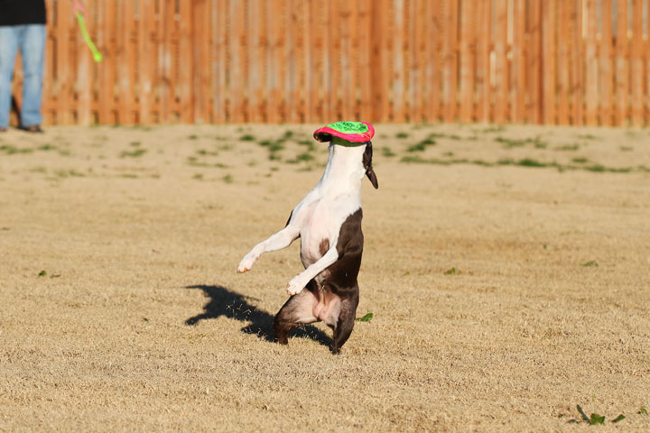 Make It or Miss It? Guess whether this Boston Terrier catches the frisbee! kevinandamanda.com Make It or Miss It? Guess whether this Boston Terrier catches the frisbee! kevinandamanda.com
