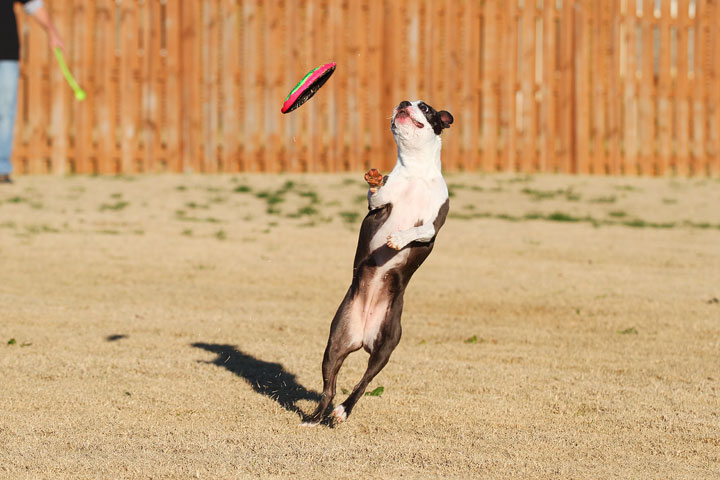 Make It or Miss It? Guess whether this Boston Terrier catches the frisbee! kevinandamanda.com Make It or Miss It? Guess whether this Boston Terrier catches the frisbee! kevinandamanda.com