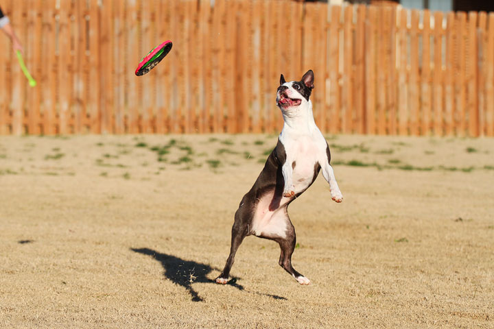 Make It or Miss It? Guess whether this Boston Terrier catches the frisbee! kevinandamanda.com Make It or Miss It? Guess whether this Boston Terrier catches the frisbee! kevinandamanda.com