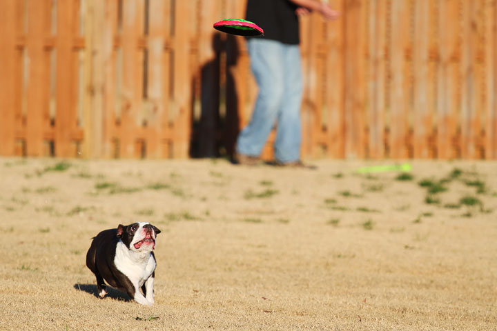 Make It or Miss It? Guess whether this Boston Terrier catches the frisbee! kevinandamanda.com Make It or Miss It? Guess whether this Boston Terrier catches the frisbee! kevinandamanda.com
