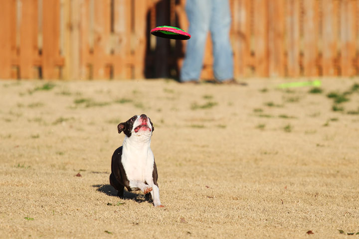 Make It or Miss It? Guess whether this Boston Terrier catches the frisbee! kevinandamanda.com Make It or Miss It? Guess whether this Boston Terrier catches the frisbee! kevinandamanda.com