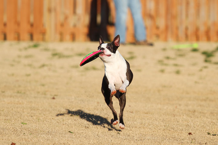 Make It or Miss It? Guess whether this Boston Terrier catches the frisbee! kevinandamanda.com Make It or Miss It? Guess whether this Boston Terrier catches the frisbee! kevinandamanda.com