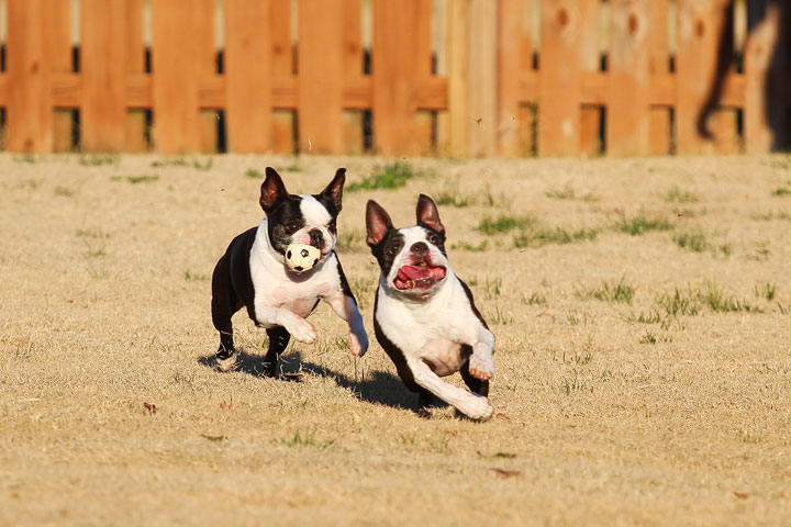 Make It or Miss It? Guess whether this Boston Terrier catches the frisbee! kevinandamanda.com Make It or Miss It? Guess whether this Boston Terrier catches the frisbee! kevinandamanda.com