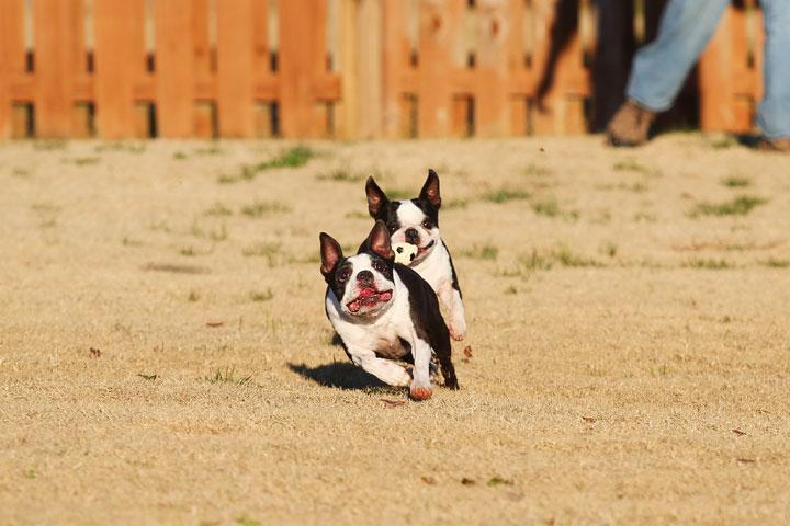 Make It or Miss It? Guess whether this Boston Terrier catches the frisbee! kevinandamanda.com Make It or Miss It? Guess whether this Boston Terrier catches the frisbee! kevinandamanda.com