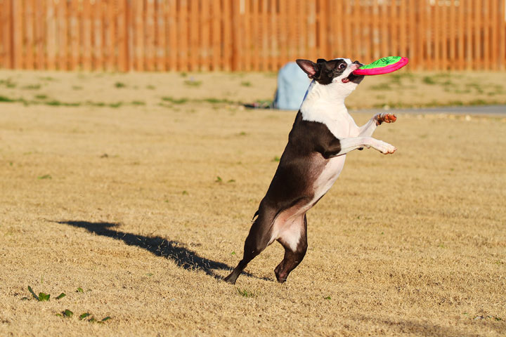 Make It or Miss It? Guess whether this Boston Terrier catches the frisbee! kevinandamanda.com Make It or Miss It? Guess whether this Boston Terrier catches the frisbee! kevinandamanda.com