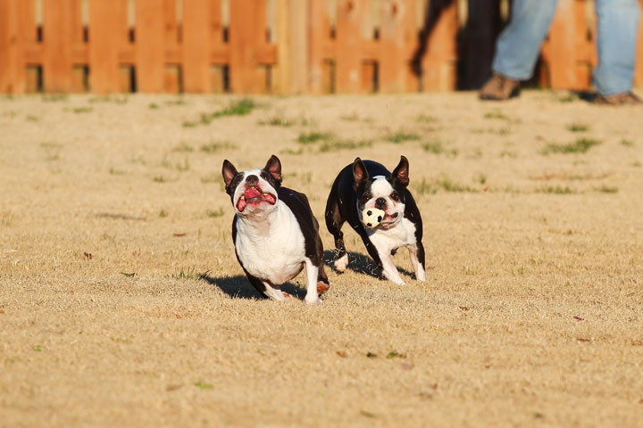 Make It or Miss It? Guess whether this Boston Terrier catches the frisbee! kevinandamanda.com Make It or Miss It? Guess whether this Boston Terrier catches the frisbee! kevinandamanda.com