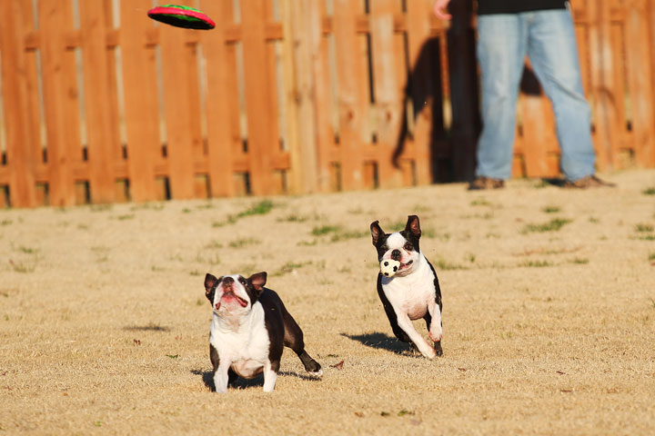Make It or Miss It? Guess whether this Boston Terrier catches the frisbee! kevinandamanda.com Make It or Miss It? Guess whether this Boston Terrier catches the frisbee! kevinandamanda.com