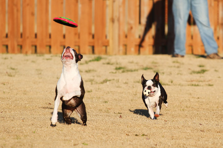 Make It or Miss It? Guess whether this Boston Terrier catches the frisbee! kevinandamanda.com Make It or Miss It? Guess whether this Boston Terrier catches the frisbee! kevinandamanda.com