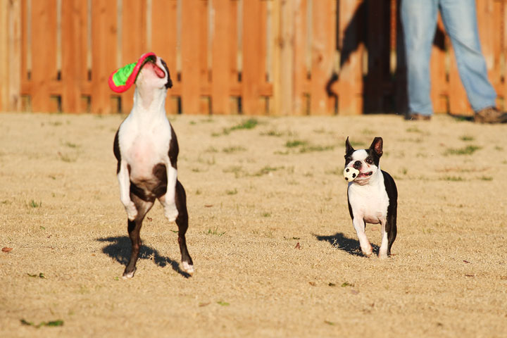 Make It or Miss It? Guess whether this Boston Terrier catches the frisbee! kevinandamanda.com Make It or Miss It? Guess whether this Boston Terrier catches the frisbee! kevinandamanda.com