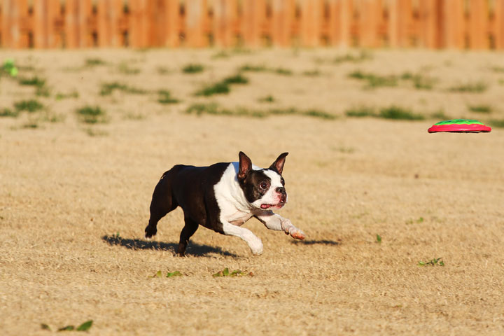 Make It or Miss It? Guess whether this Boston Terrier catches the frisbee! kevinandamanda.com Make It or Miss It? Guess whether this Boston Terrier catches the frisbee! kevinandamanda.com
