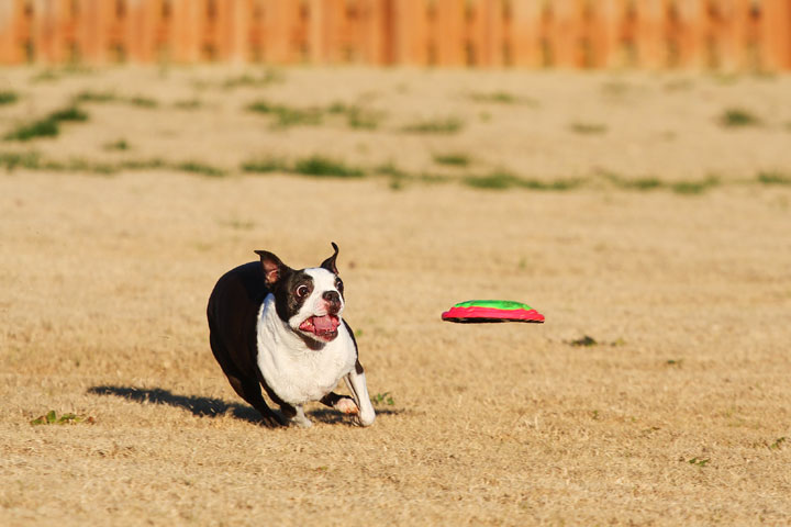 Make It or Miss It? Guess whether this Boston Terrier catches the frisbee! kevinandamanda.com Make It or Miss It? Guess whether this Boston Terrier catches the frisbee! kevinandamanda.com