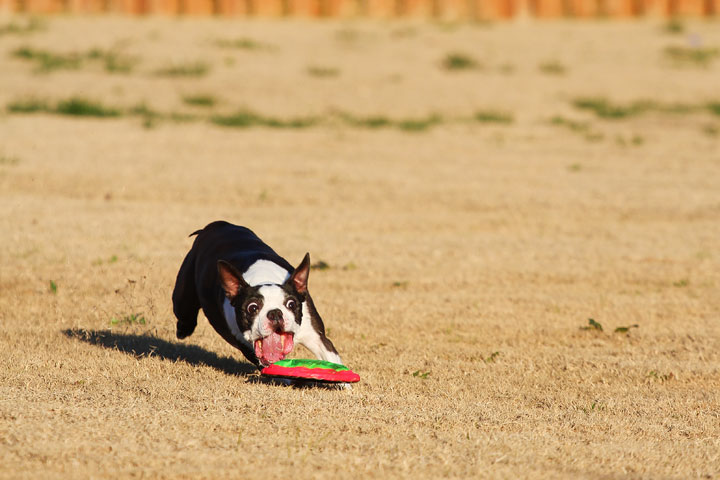 Make It or Miss It? Guess whether this Boston Terrier catches the frisbee! kevinandamanda.com Make It or Miss It? Guess whether this Boston Terrier catches the frisbee! kevinandamanda.com