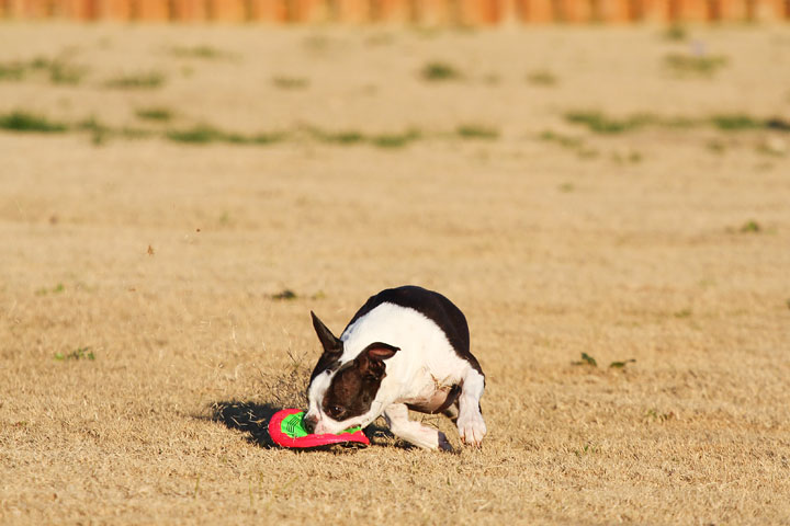 Make It or Miss It? Guess whether this Boston Terrier catches the frisbee! kevinandamanda.com Make It or Miss It? Guess whether this Boston Terrier catches the frisbee! kevinandamanda.com