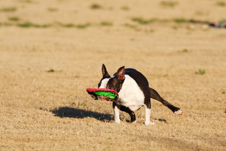 Make It or Miss It? Guess whether this Boston Terrier catches the frisbee! kevinandamanda.com Make It or Miss It? Guess whether this Boston Terrier catches the frisbee! kevinandamanda.com