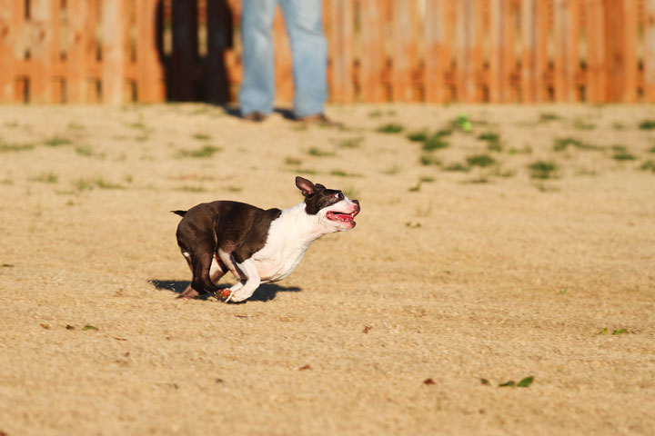 Make It or Miss It? Guess whether this Boston Terrier catches the frisbee! kevinandamanda.com Make It or Miss It? Guess whether this Boston Terrier catches the frisbee! kevinandamanda.com