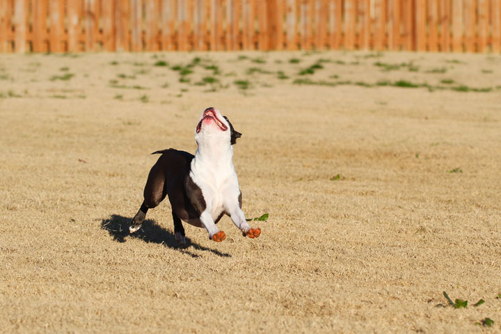 Make It or Miss It? Guess whether this Boston Terrier catches the frisbee! kevinandamanda.com Make It or Miss It? Guess whether this Boston Terrier catches the frisbee! kevinandamanda.com