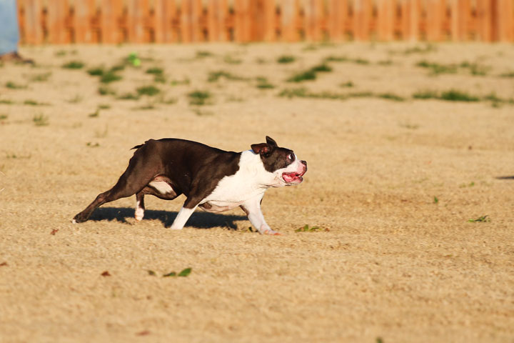 Make It or Miss It? Guess whether this Boston Terrier catches the frisbee! kevinandamanda.com Make It or Miss It? Guess whether this Boston Terrier catches the frisbee! kevinandamanda.com