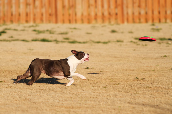Make It or Miss It? Guess whether this Boston Terrier catches the frisbee! kevinandamanda.com Make It or Miss It? Guess whether this Boston Terrier catches the frisbee! kevinandamanda.com