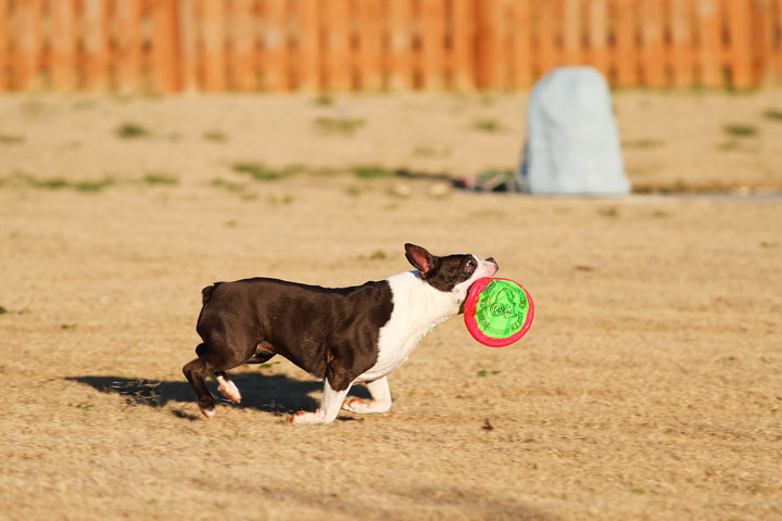 Make It or Miss It? Guess whether this Boston Terrier catches the frisbee! kevinandamanda.com Make It or Miss It? Guess whether this Boston Terrier catches the frisbee! kevinandamanda.com