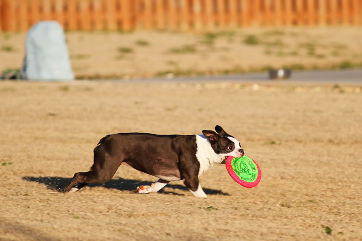 Make It or Miss It? Guess whether this Boston Terrier catches the frisbee! kevinandamanda.com Make It or Miss It? Guess whether this Boston Terrier catches the frisbee! kevinandamanda.com