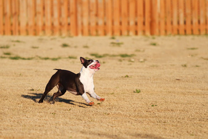 Make It or Miss It? Guess whether this Boston Terrier catches the frisbee! kevinandamanda.com Make It or Miss It? Guess whether this Boston Terrier catches the frisbee! kevinandamanda.com