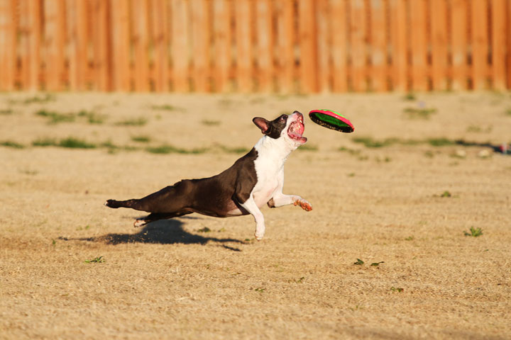 Make It or Miss It? Guess whether this Boston Terrier catches the frisbee! kevinandamanda.com Make It or Miss It? Guess whether this Boston Terrier catches the frisbee! kevinandamanda.com