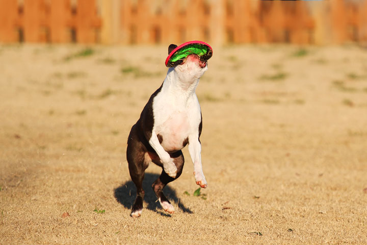 Make It or Miss It? Guess whether this Boston Terrier catches the frisbee! kevinandamanda.com Make It or Miss It? Guess whether this Boston Terrier catches the frisbee! kevinandamanda.com