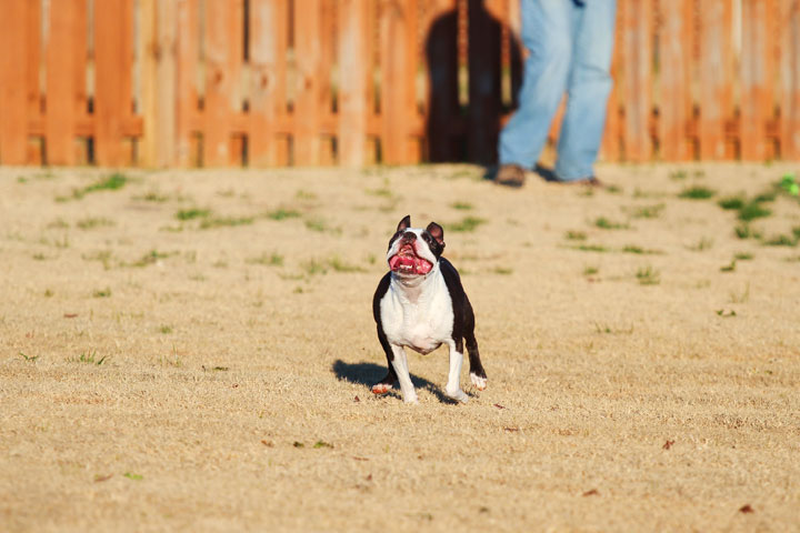 Make It or Miss It? Guess whether this Boston Terrier catches the frisbee! kevinandamanda.com Make It or Miss It? Guess whether this Boston Terrier catches the frisbee! kevinandamanda.com