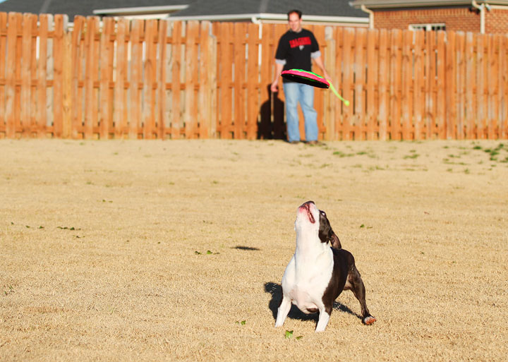 Make It or Miss It? Guess whether this Boston Terrier catches the frisbee! kevinandamanda.com Make It or Miss It? Guess whether this Boston Terrier catches the frisbee! kevinandamanda.com