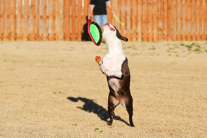 Make It or Miss It? Guess whether this Boston Terrier catches the frisbee! kevinandamanda.com Make It or Miss It? Guess whether this Boston Terrier catches the frisbee! kevinandamanda.com