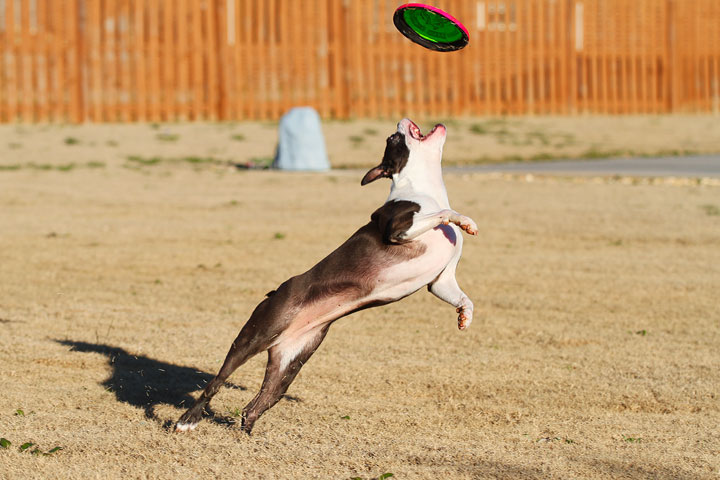 Make It or Miss It? Guess whether this Boston Terrier catches the frisbee! kevinandamanda.com Make It or Miss It? Guess whether this Boston Terrier catches the frisbee! kevinandamanda.com