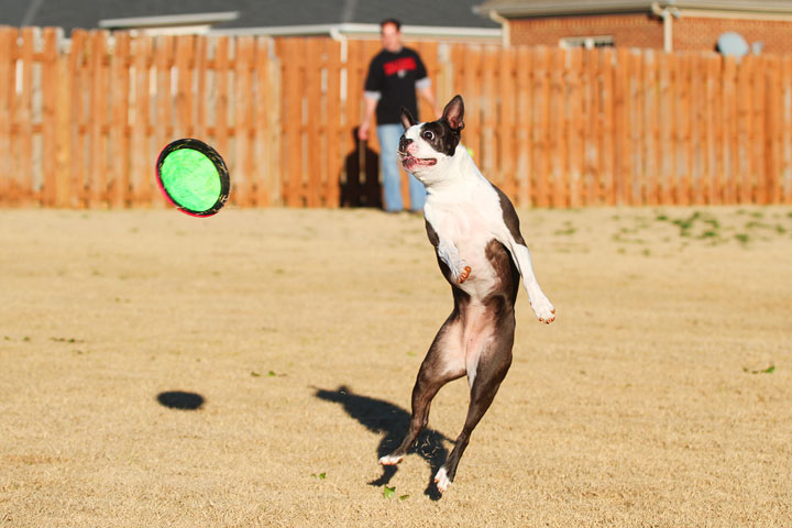 Make It or Miss It? Guess whether this Boston Terrier catches the frisbee! kevinandamanda.com Make It or Miss It? Guess whether this Boston Terrier catches the frisbee! kevinandamanda.com