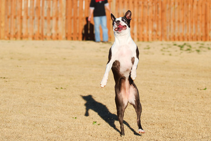 Make It or Miss It? Guess whether this Boston Terrier catches the frisbee! kevinandamanda.com Make It or Miss It? Guess whether this Boston Terrier catches the frisbee! kevinandamanda.com