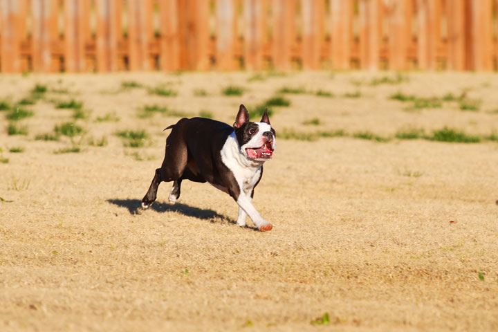 Make It or Miss It? Guess whether this Boston Terrier catches the frisbee! kevinandamanda.com Make It or Miss It? Guess whether this Boston Terrier catches the frisbee! kevinandamanda.com