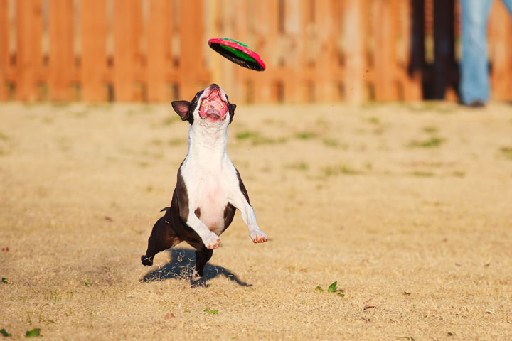 Make It or Miss It? Guess whether this Boston Terrier catches the frisbee! kevinandamanda.com Make It or Miss It? Guess whether this Boston Terrier catches the frisbee! kevinandamanda.com