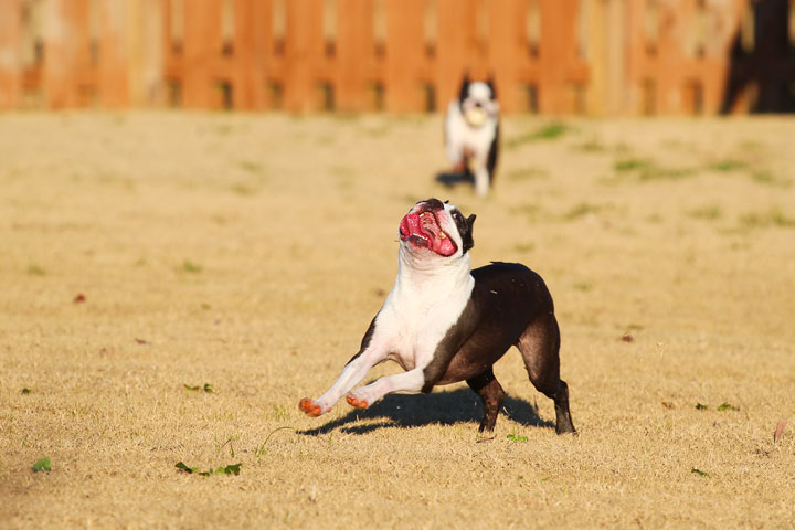 Make It or Miss It? Guess whether this Boston Terrier catches the frisbee! kevinandamanda.com Make It or Miss It? Guess whether this Boston Terrier catches the frisbee! kevinandamanda.com