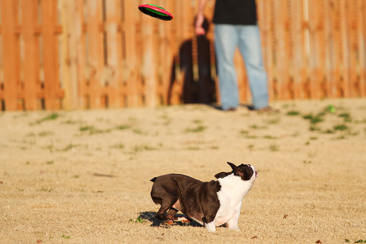 Make It or Miss It? Guess whether this Boston Terrier catches the frisbee! kevinandamanda.com Make It or Miss It? Guess whether this Boston Terrier catches the frisbee! kevinandamanda.com