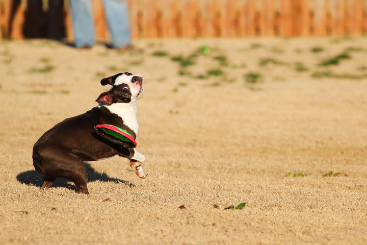 Make It or Miss It? Guess whether this Boston Terrier catches the frisbee! kevinandamanda.com Make It or Miss It? Guess whether this Boston Terrier catches the frisbee! kevinandamanda.com